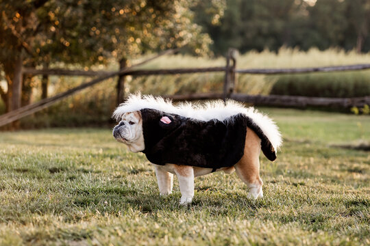 English Bulldog Halloween Costume Skunk