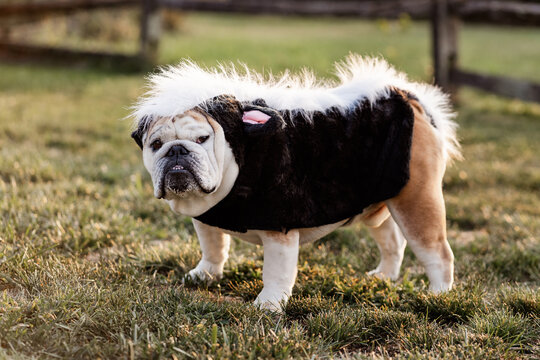 English Bulldog Skunk Halloween Costume 