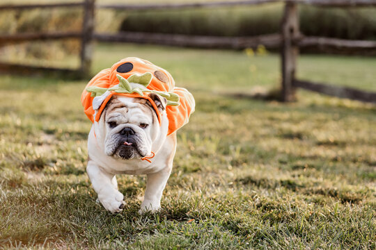 Halloween Costume English Bulldog Pumpkin