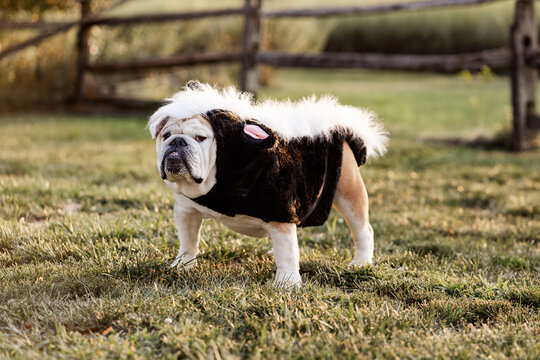 English Bulldog Skunk Halloween Costume 