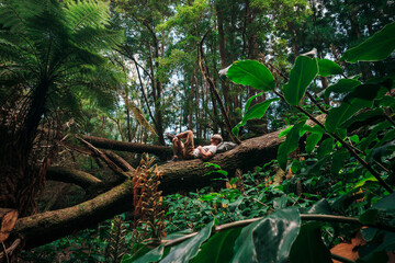 Adventure travel in a green forest