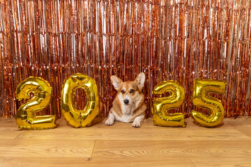 Corgi with 2025 gold balloons and tinsel backdrop

