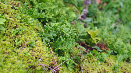 Views of Victoria, Canada