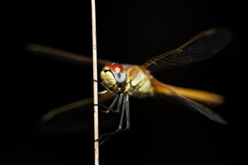 A dragonfly sits on a dry stem. The insect is lurking for prey. The compound eyes are clearly visible. The background is black.