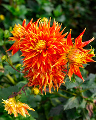 Close up of orange and yellow flower
