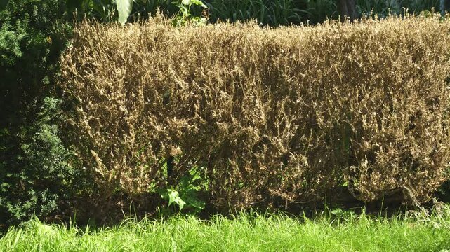boxwood bush eaten by boxwood moth caterpillars