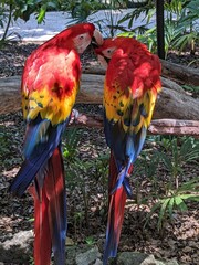 Macaw parrot
