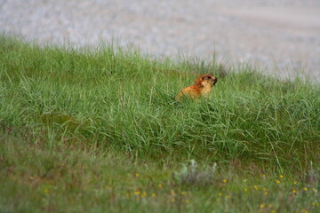 A portrait of a cute marmot in grass