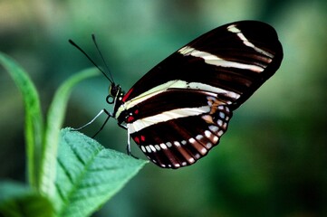 Butterfly Resting