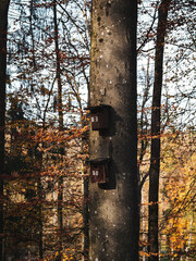 vogel nistkästen an baum