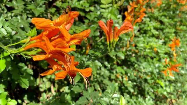 Cape Honeysuckle (Tecomaria capensis) orange flowers in tropical garden of Tenerife,Canary Islands, Spain.Native region for this shrub is in South Africa.Floral background,4K
