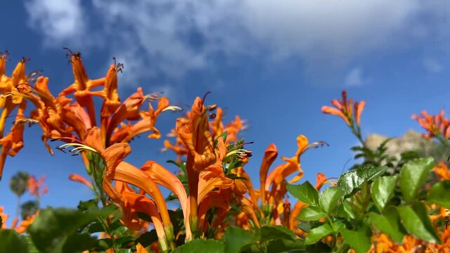 Cape Honeysuckle (Tecomaria capensis) orange flowers against blue sky in tropical garden of Tenerife,Canary Islands, Spain.Native region for this shrub is in South Africa.Floral background,4K
