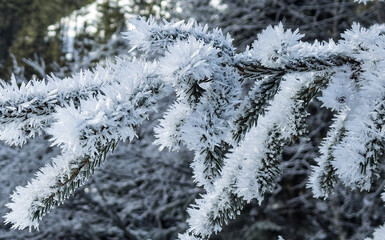 snowy fir trees, close up