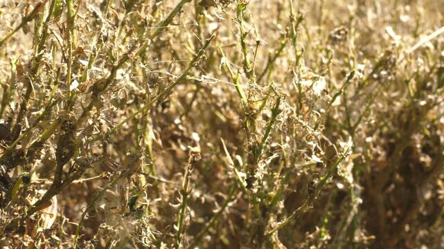 boxwood bush eaten by boxwood moth caterpillars