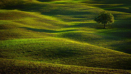 Fototapeta premium Serene landscape of a lone tree on undulating green hills bathed in golden light, evoking peace and tranquility.
