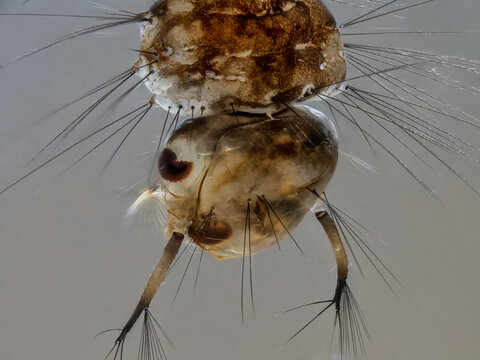 Stechm&uuml;ckenlarve (Culex)