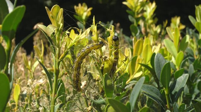 boxwood bush eaten by boxwood moth caterpillars