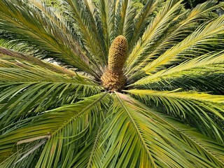Cycas revoluta plant and its male reproductive cone. Close-up. Male cycad plant blooms. Cycas or...