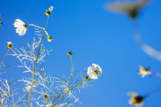 Wildflowers blooming against a bright blue sky
