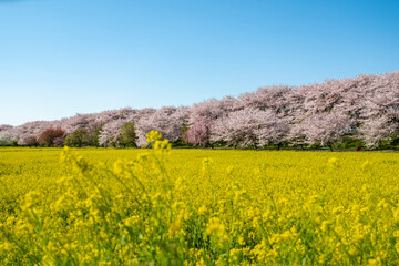 権現堂堤の桜並木と菜の花　埼玉県幸手市権現堂公園