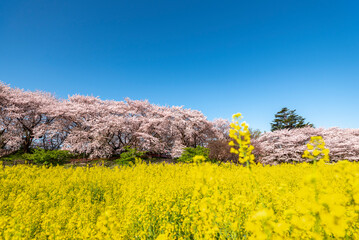 権現堂堤の桜並木と菜の花　埼玉県幸手市権現堂公園