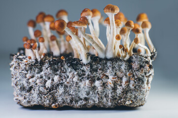 Psilocybe cubensis mushrooms growing on mycelium