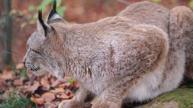 slowmo wilder luchs deutschland