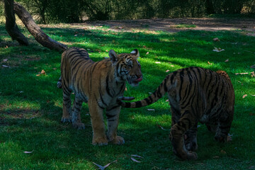 photography of tigers in the middle of nature playing calmly