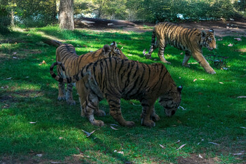 Obraz premium photography of tigers in the middle of nature playing calmly