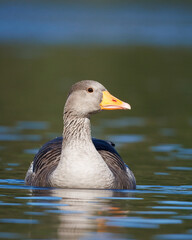 Ganso-bravo, nome cientifico (Anser anser). Um ganso num lago de água calma.