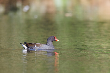 Galinha-d’água, nome cientifico (Gallinula chloropus). Galinha de agua a navegar sosinha em um lago de um parque.