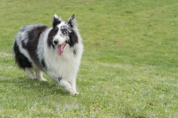 Collie en el parque 