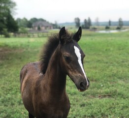 Obraz premium horse in the field