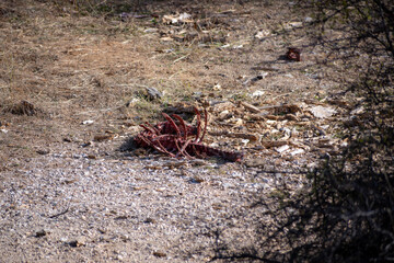 Bones of a fresh eaten animal with blood on them in the forest.