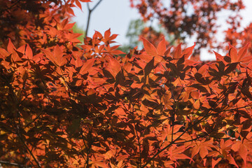 Detalle de follaje roja