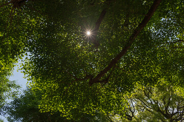 Obraz premium Detalle de hoja de arboles 