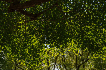 Detalle de hoja de arboles 