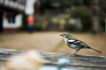 Charming bird perched on a wooden table in a tranquil outdoor setting during a sunny day