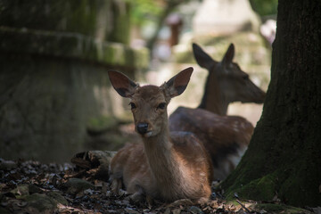 Ciervo sika en Nara. 