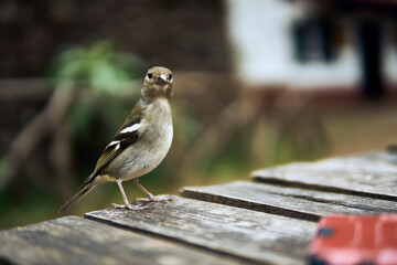 Small bird standing on a wooden table in a natural outdoor setting during the day