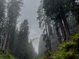 dark forest trees landscape. mist and fog in the mountains. view on road upwards tall fir. 