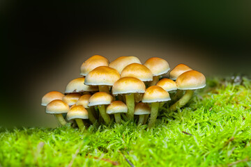 Close up of a group of Common Brimstone, Hypholoma fasciculare, growing surrounded by green Swan's-neck Thyme-moss against blurred dark background