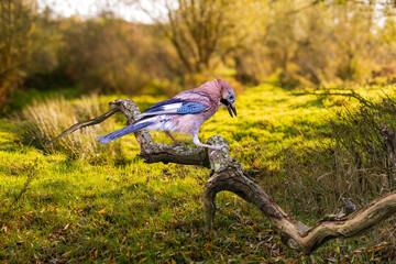 Landscape Schinkelbos bij Amsterdamse Bos with landed Jay, Garrulus glandarius, on a weathered dead tree branch, against a blurry sunny open background with grass trees and shrubs at the edges