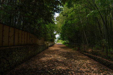 Camino de un Bosque de bambú 