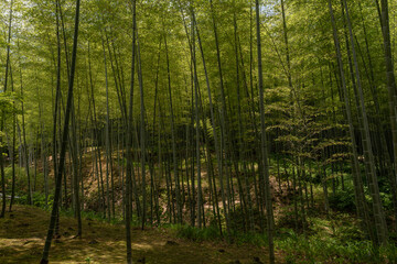 Bosque de bambú 