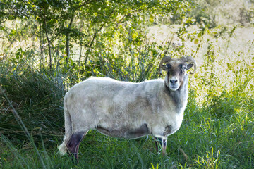 Closeup of Drenthe Heath sheep lying or standing grazing on and along an unpaved sand path on Balloërveld province Drenthe in the Netherlands against a background of blurry green bushes and treetops