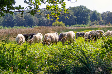 Obraz premium Landscape Balloërveld in the Dutch province of Drenthe with a herd of Drenthe Heath sheep grazing in a natural meadow against a background of blurry green bushes and treetops