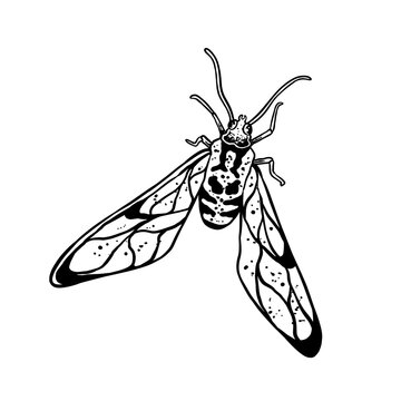 insects in old style antique hand drawn woodcut illustration