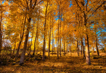 autumn in the forest