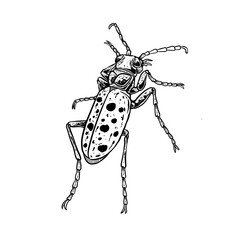 insects in old style antique hand drawn woodcut illustration